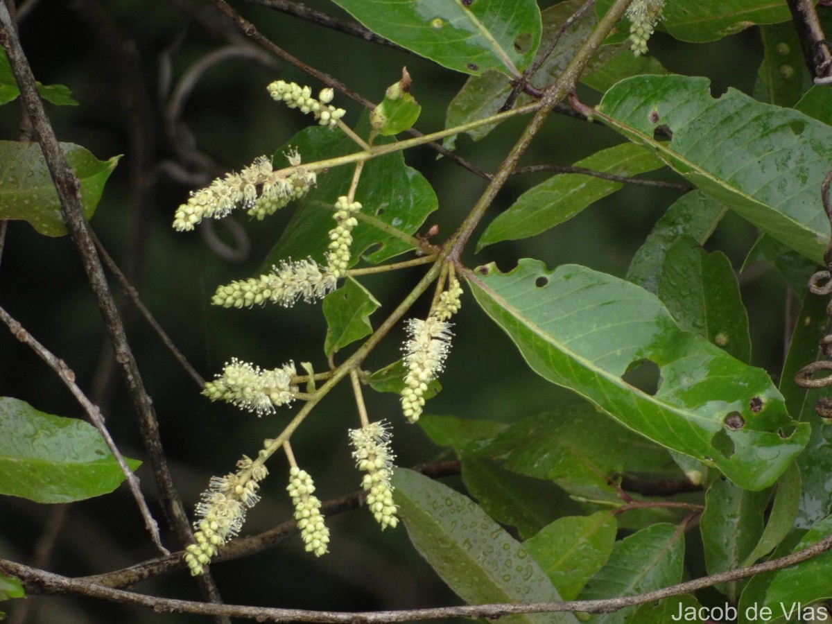 Terminalia arjuna (Roxb. ex DC.) Wight & Arn.